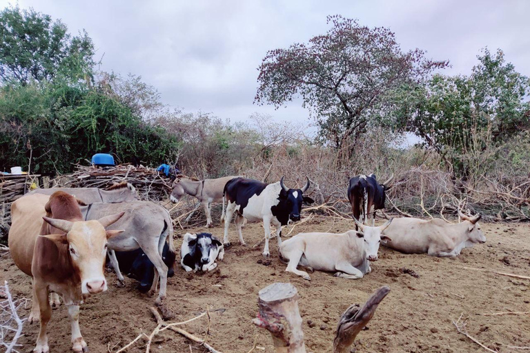 Arusha: Maasai-Dorf und Wildtier-Tagestour