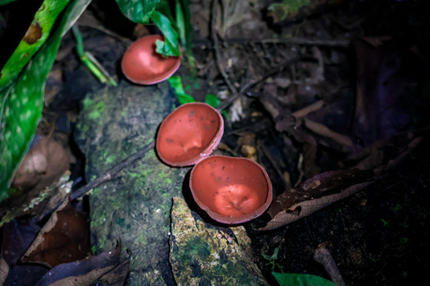 La Fortuna: Nocny spacer w La Fortuna