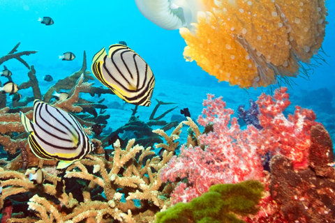 Phuket: Similan Islands Lazy Bird Program