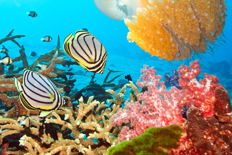 Phuket: Similan Islands Lazy Bird Program