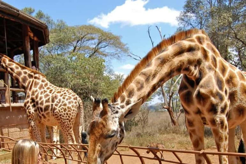 Nairobi: Giraffe Centre Visit and Giraffe Feeding Experience