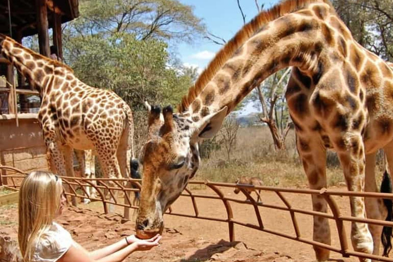 Nairobi: Giraffe Centre Visit and Giraffe Feeding Experience