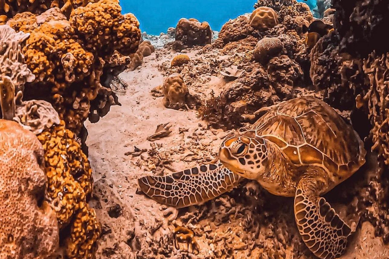 Schnorcheln in der Blauen Lagune und Tanjung Jepun mit MittagessenTour mit Treffpunkt