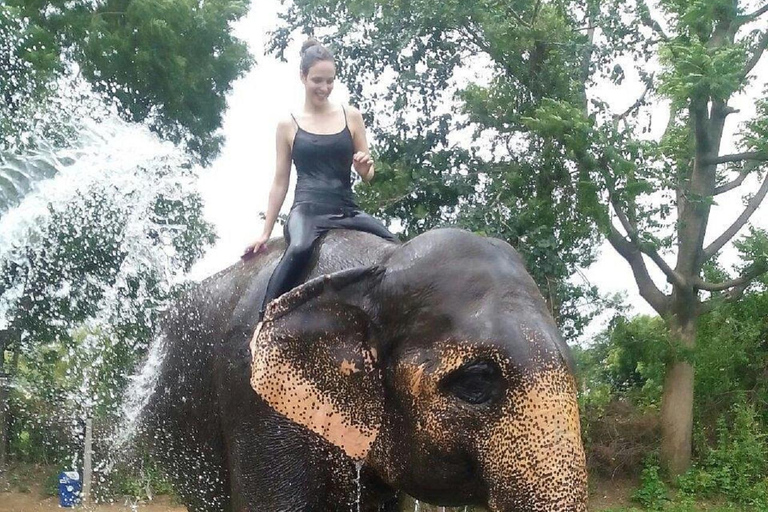 Jaipur: Hathigao Elephant Village Ride, Feeding, & Photos Riding, Feeding, Climbing And Photography with Elephant