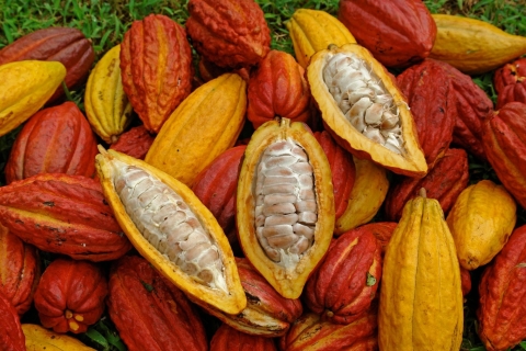 Paso Del Mango. Kakao erleben.