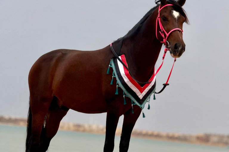 Hurghada: Swimming & Horse riding with FREE Photos & Videos 2-Hour Horse Swimming & Photos with Transfer