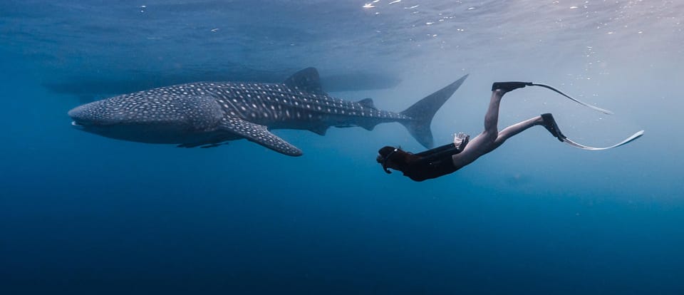 Snorkeling avec les requins-baleines dans la baie de Saleh