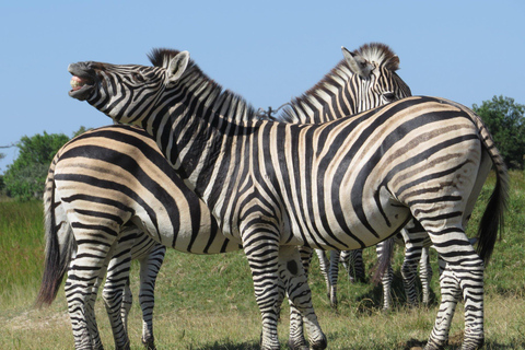 Salt Pans &amp; Delta: Tour with game drives, mokoro &amp; boat trip