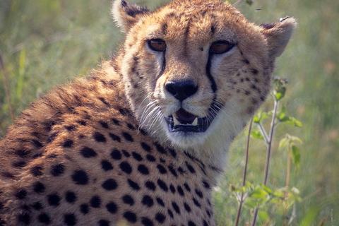 Przejażdżka do Tarangire, Serengeti i krateru Ngorongoro