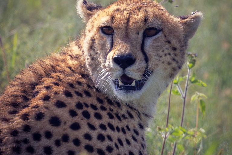 Przejażdżka do Tarangire, Serengeti i krateru Ngorongoro