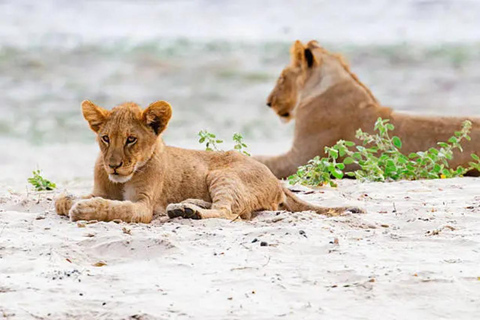 Livingstone: Full-Day Chobe Safari, Boat Cruise & Game Drive