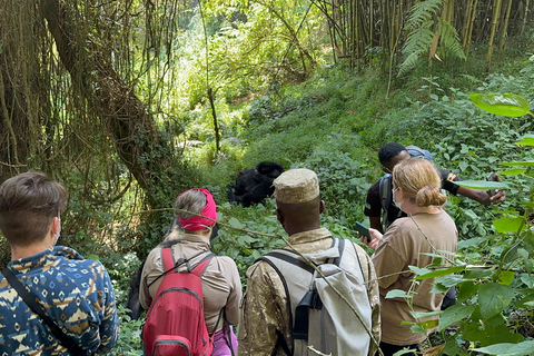 Passeio de 3 dias ao Gorila Mgahinga Gorilla NP Uganda via Ruanda