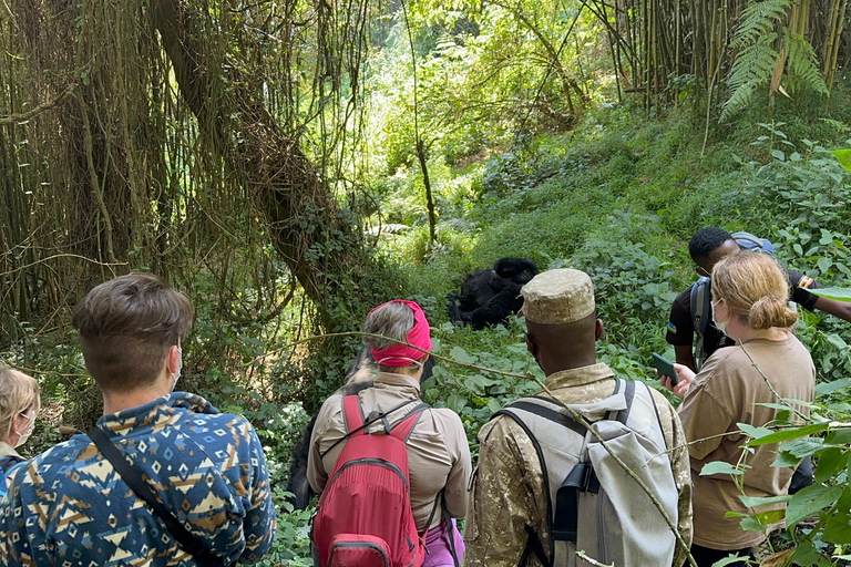 3-daagse gorillatrektocht Mgahinga Gorilla NP Oeganda via Rwanda