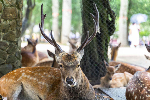 Kyoto & Nara Private Tour with English Speaking Guide