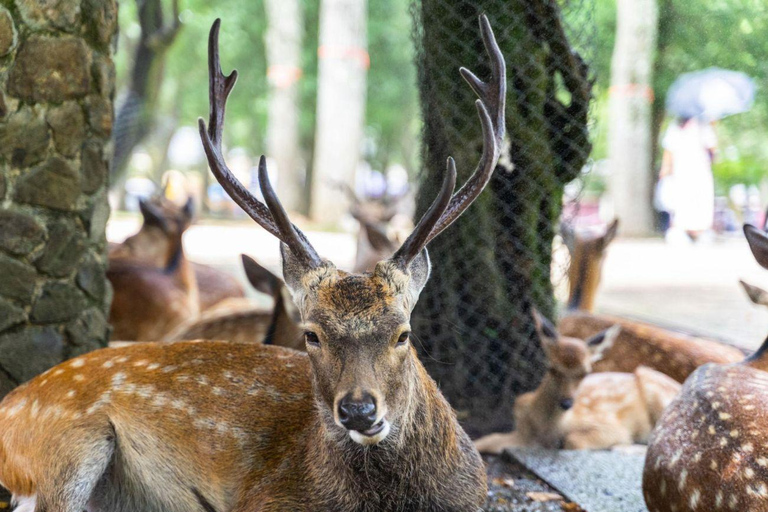 Kyoto & Nara Private Tour with English Speaking Guide
