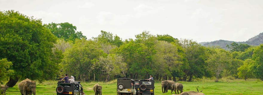 Minneriya : safari en Jeep avec rassemblement d'éléphants et coucher de soleil