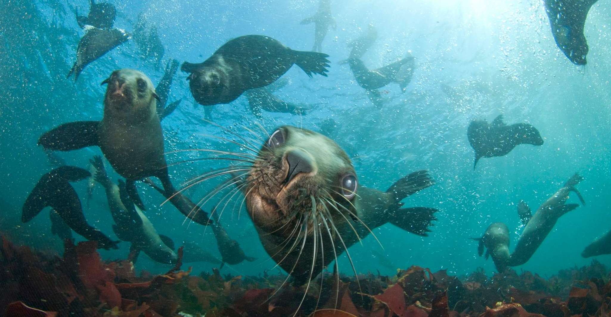Ciudad del Cabo, crucero con snorkel de sello guiado en Hout Bay - Hizvo