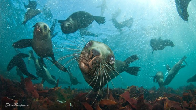 Visit Cape Town Cruise with Guided Seal Snorkel in Hout Bay in Cape Town