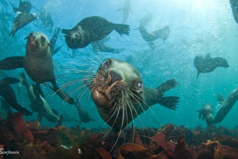 Ciudad del Cabo: Seal Snorkeling en Duiker Island, Hout Bay