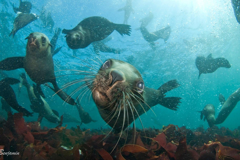 Cape Town: Phoque Snorkeling à l'île Duiker, Hout Bay