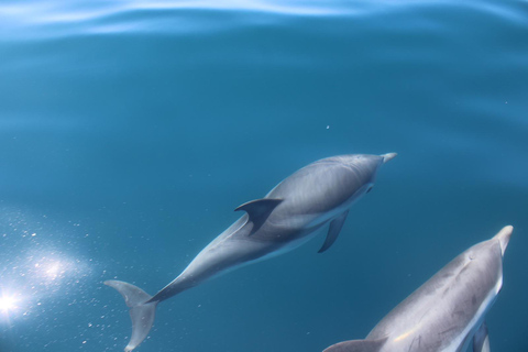 Taormina: Sunset Dolphin Tour by Catamaran with Aperitif