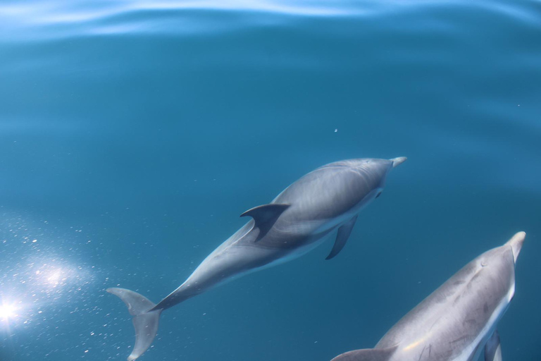 Taormina: Sunset Dolphin Tour by Catamaran with Aperitif