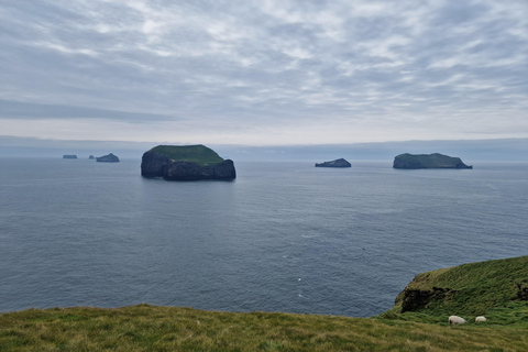 Westman Islands World´s Largest Puffin Colony & Volcano Tour