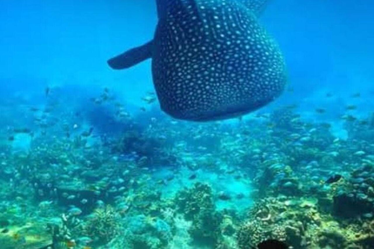 Zanzibar: Mafia Island Whale Shark Day Trip from Zanzibar Private tour