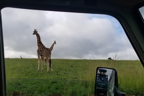 Från Kampala: 3-dagars safari i Murchison Falls med Rhino Trek