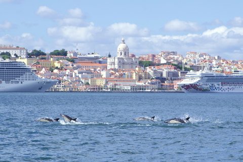 Lissabon: Båtutflykt med delfinskådningLissabon: Båttur för delfinskådning