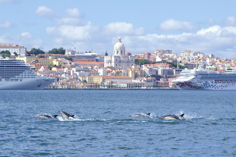 Lissabon: Rondvaart dolfijnen kijkenLissabon: boottocht dolfijnen spotten