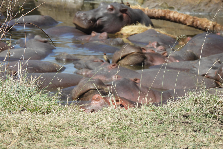 5 Days of Safari Bliss Witness Nature's Wonders