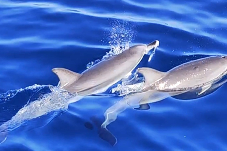 Observación de delfines y ballenas (3 horas)