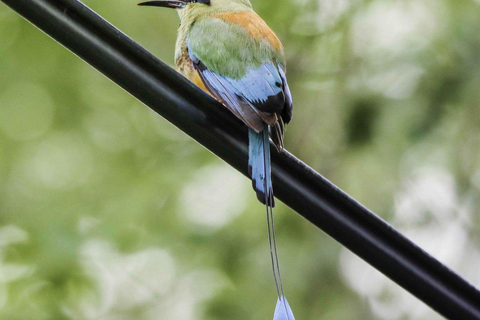 Parco Nazionale di Carara: Il miglior tour del Parco Nazionale di Carara: un giorno