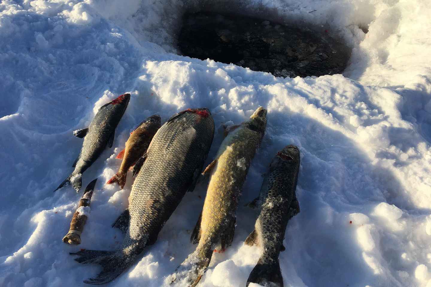 Icefishing and tasting in Lake Inari