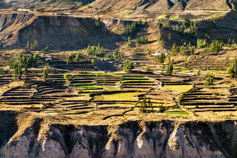 Arequipa: Colca Canyon Tour with Breakfast & Lunch