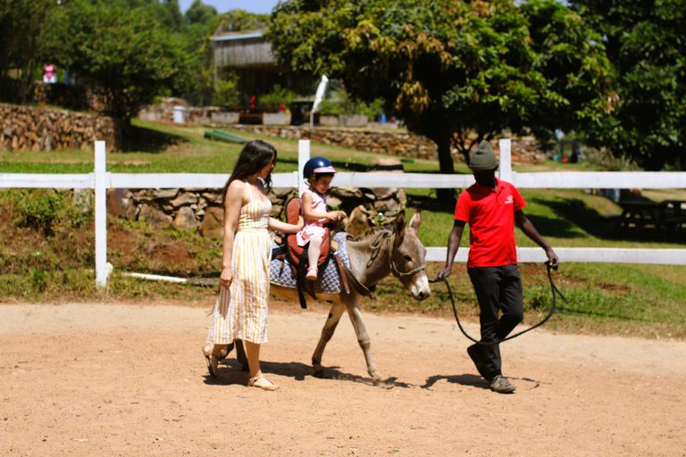 Paseos en burro para niños Experiencia