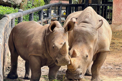 De Bangkok à Moo Deng : transfert privé au zoo de Khao Kheow