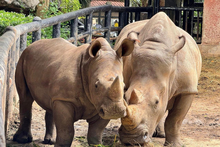 Da Bangkok a Moo Deng: trasferimento privato allo zoo di Khao Kheow