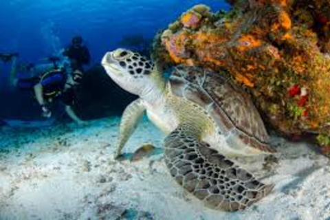 Fethiye Scuba Diving Experience – Discover the Mediterranean