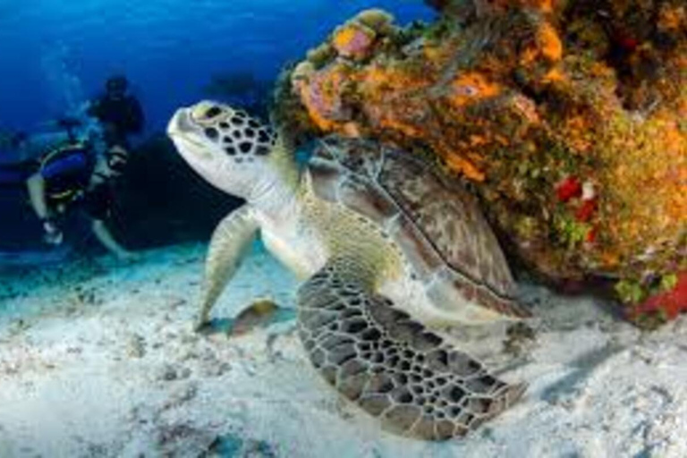 Fethiye Scuba Diving Experience – Discover the Mediterranean