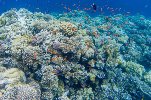 Sharm: 3 Pools Dahab Tour, Quad, Camel, Red Canyon & Lunch 3 Pools Tour, Camel, Red Canyon included Lunch