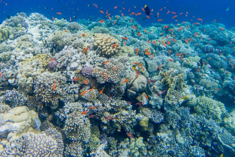 Sharm: 3 Pools Dahab Tour, Quad, Camel, Red Canyon & Lunch 3 Pools Tour, Camel, Red Canyon included Lunch