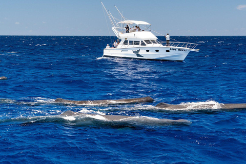 Ocean Symphony: The Dolphin &amp; Whale Encounter Experience