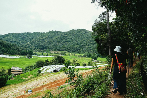 Trek at Doi Inthanon National Park &amp; Pha Dok Siew Trail Trek