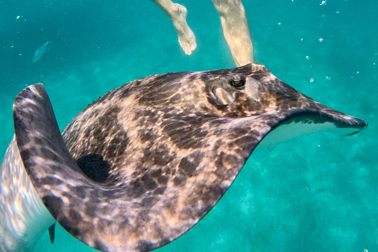 Barbados: Small-Group Catamaran Cruise with Snorkeling