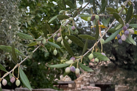 Olivenöl-Erlebnis in Kalamata: Die Kunst des griechischen GoldesOlivenöl-Erlebnis in Kalamata: die Kunst des griechischen Goldes