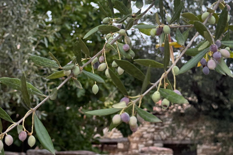 Olivenöl-Erlebnis in Kalamata: Die Kunst des griechischen GoldesOlivenöl-Erlebnis in Kalamata: die Kunst des griechischen Goldes
