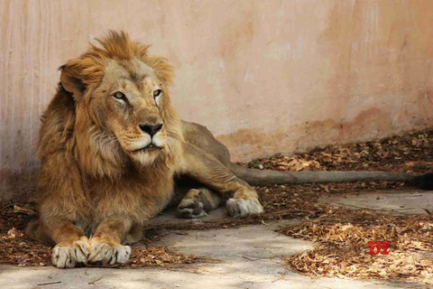 2-Day Agra City Tour with Etawah Lion Safari Adventure Taj Mahal & Etawah Safari Tour without Tickets & Lunch