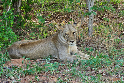 Chobe National Park Day Trip from Livingstone & Vic Falls